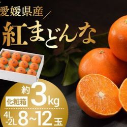 【紅まどんな】　愛媛県限定カンキツ 甘い果汁たっぷり天然ゼリー 8玉～12玉入り　光センサー選果