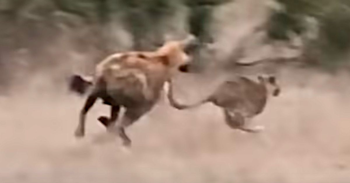 Leopard Cub Runs For Its Life From Hyena And A Tall Savior Emerges