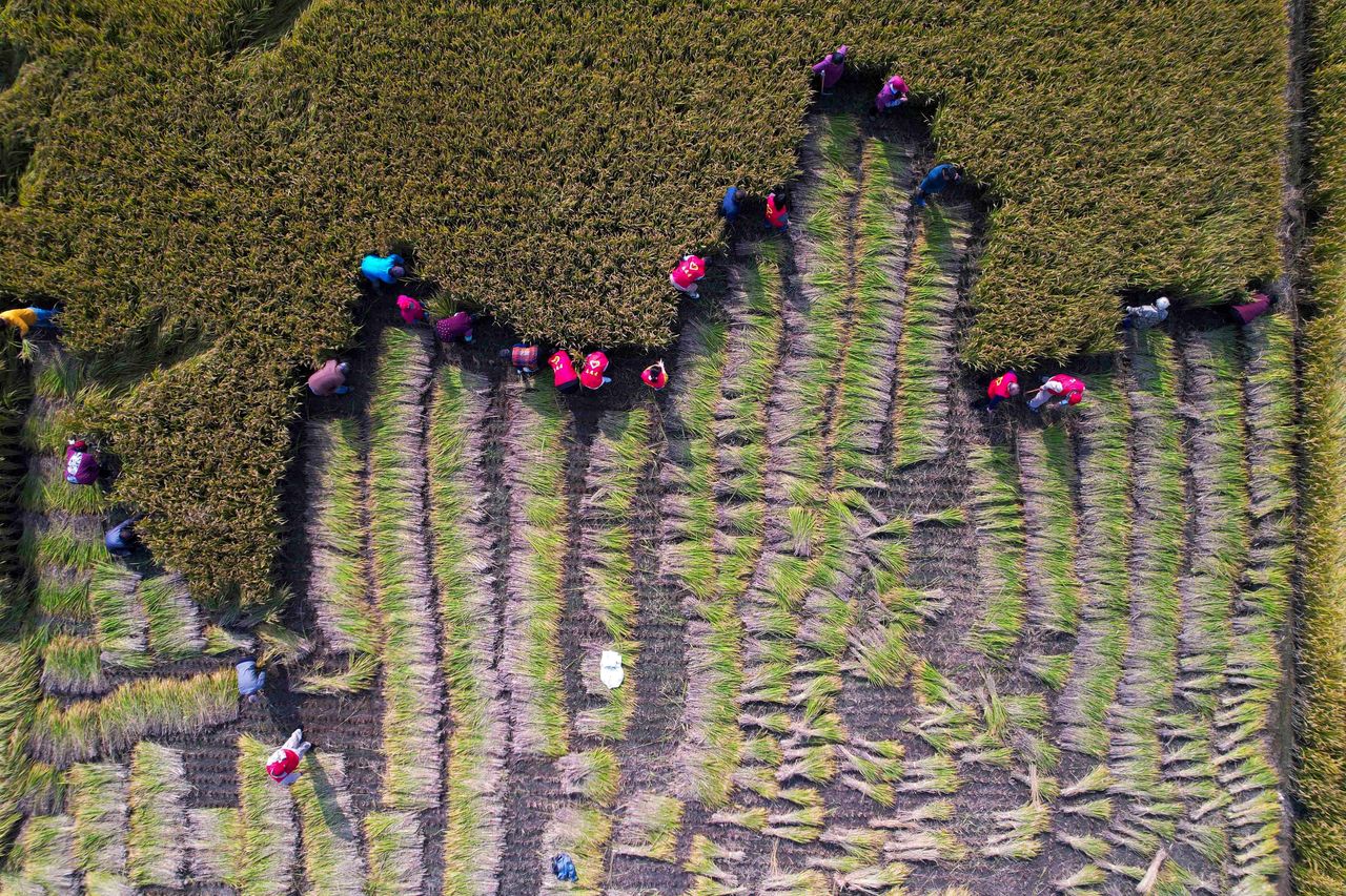 Volunteers help farmers harvest rice in Huzhuang, in China's eastern Jiangsu province, on Nov. 1.