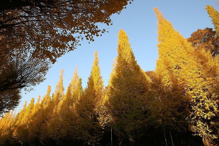 El Ginkgo biloba.