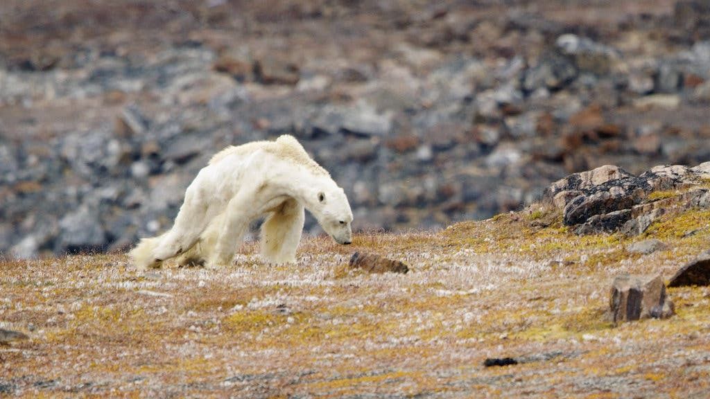 Η εικόνα που σόκαρε το 2017, μιας άλλοτε μεγαλοπρεπούς πολικής αρκούδας να αργοπεθαίνει κυριολεκτικά από την πείνα. 