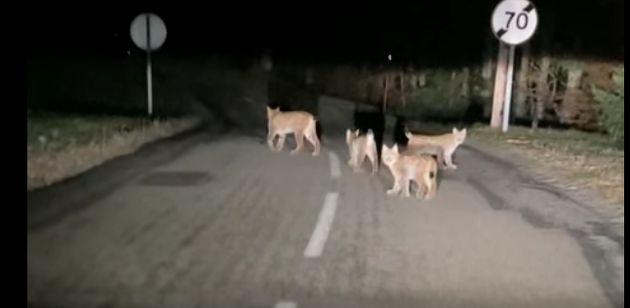 Une famille de lynx dans le Doubs le 7 novembre