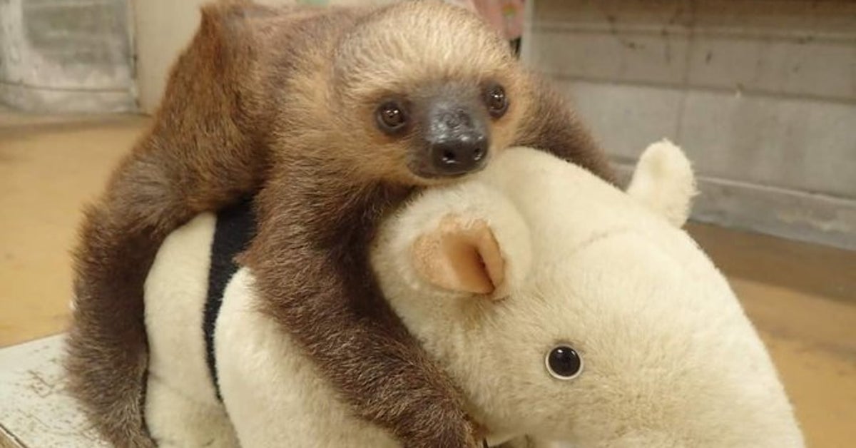 ナマケモノの赤ちゃん 可愛すぎる体重測定 に反響続出 ぬいぐるみにつかまる理由は 画像集 ハフポスト News ナマケモノの赤ちゃん 可愛すぎる体重測定 に反響続出 ぬいぐるみにつかまる理由は 画像集 ハフポスト News