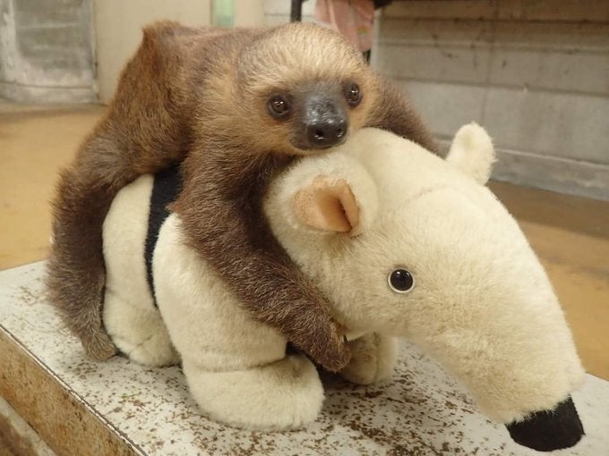 ナマケモノの赤ちゃん 可愛すぎる体重測定 に反響続出 ぬいぐるみにつかまる理由は 画像集 ハフポスト News ナマケモノの赤ちゃん 可愛すぎる体重測定 に反響続出 ぬいぐるみにつかまる理由は 画像集 ハフポスト News