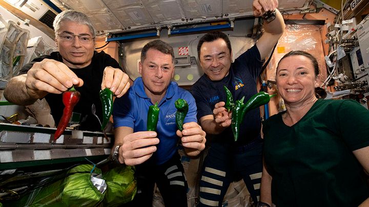 Αυτή η φωτογραφία από τη NASA απεικονίζει τους αστροναύτες της αποστολής, από αριστερά, Mark Vande Hei, Shane Kimbrough, Akihiko Hoshide και Megan McArthur, οι οποίοι ποζάρουν με πιπεριές τσίλι που καλλιεργήθηκαν στον Διεθνή Διαστημικό Σταθμό