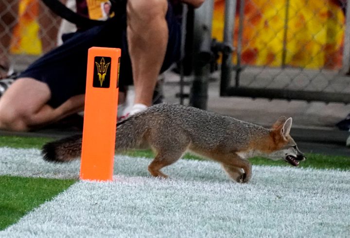 A fox makes its way out of the end zone at Sun Devil Stadium during the first half of an NCAA college football game between Arizona State and Southern California on Saturday in Tempe, Ariz. 