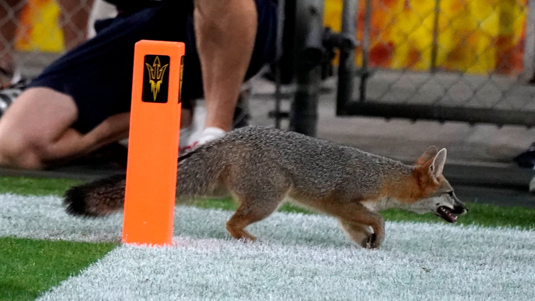 野生のキツネがアメフトの試合に 乱入 猛スピードで走る姿が 観客を釘付けに 動画 ハフポスト 野生のキツネがアメフトの試合に 乱入 猛スピードで走る姿が 観客を釘付けに 動画 ハフポスト