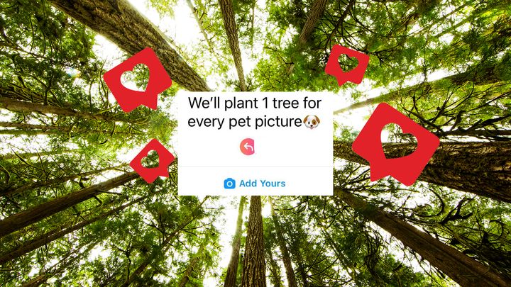 Who will plant the millions of trees promised on Instagram in a viral trend?
