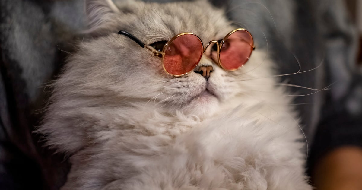 The Truth Behind Instagram's Mysterious 'Plant A Tree For Every Pet