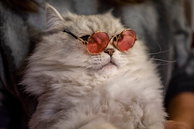 Something smells fishy.