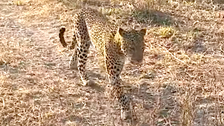  Leopard Steals Lion Cub Because Nature Shows No Mercy