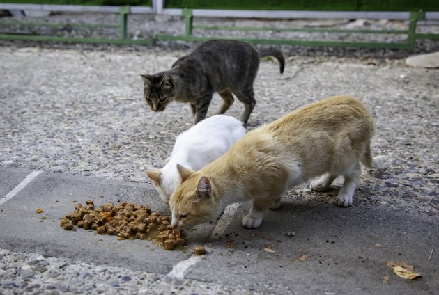 Pet food, un mercato in crescita Pet food, un mercato in crescita