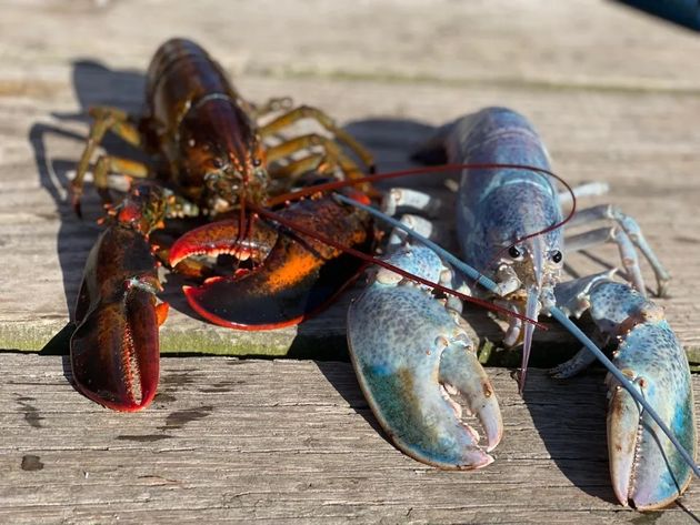 珍しい コットンキャンディロブスター が捕獲される まるで宝石のような色合い ハフポスト