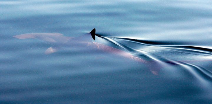 A hammerhead shark swims in the Gulf of Mexico southwest of the Southwest Pass of the Mississippi River on the coast of Louisiana, Thursday, May 6, 2010. Oil has spread 40 miles west-southwest of the Mississippi River and 25 miles southeast of Port Fourchon, La. (AP Photo/Patrick Semansky)