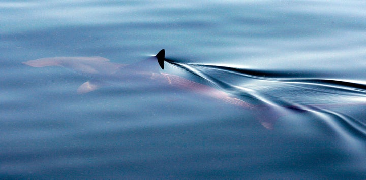 A hammerhead shark swims in the Gulf of Mexico southwest of the Southwest Pass of the Mississippi River on the coast of Louisiana, Thursday, May 6, 2010. Oil has spread 40 miles west-southwest of the Mississippi River and 25 miles southeast of Port Fourchon, La. (AP Photo/Patrick Semansky)