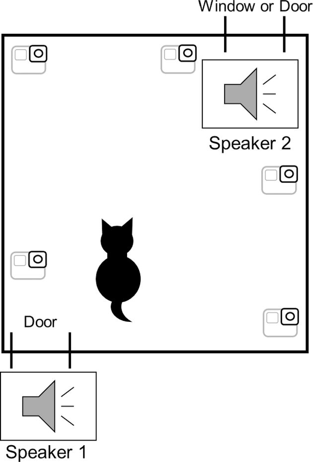 Υπήρχαν μικρές διαφορές μεταξύ των αιθουσών δοκιμών ανάλογα με τους οικείους χώρους των γατών (σπίτι...