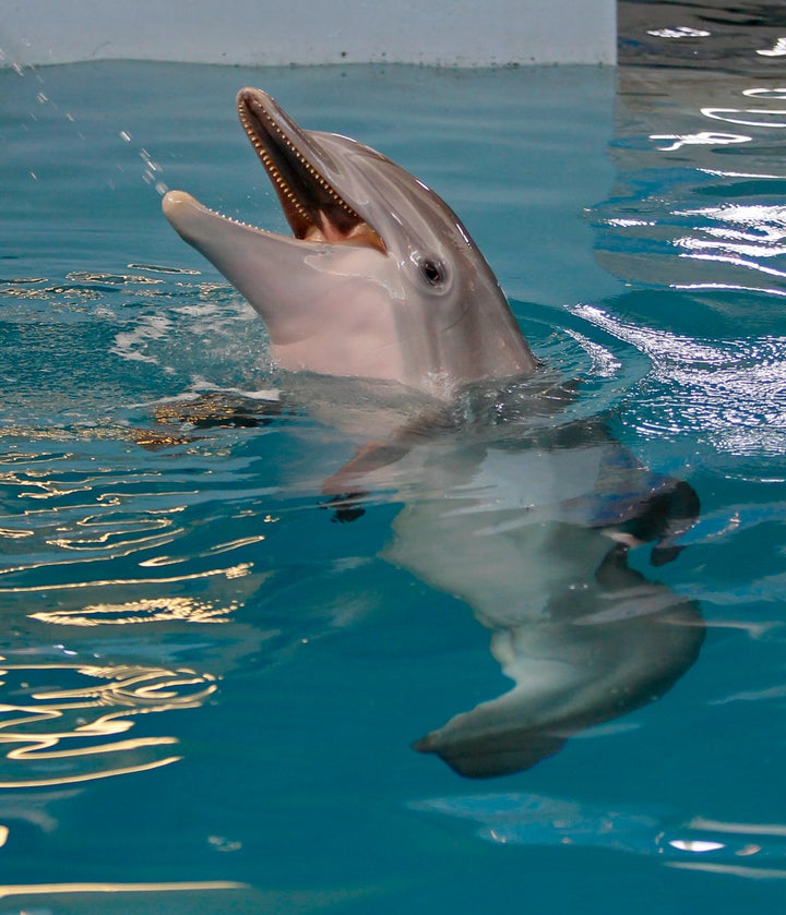 Winter, a prosthetic-tailed dolphin who starred in the “Dolphin Tale" movies, has died.