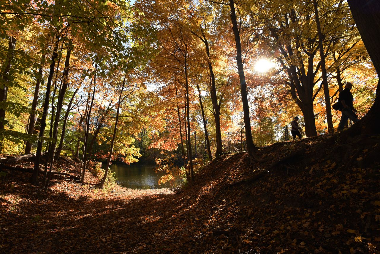 Hikers make their way through a canopy of fall color at Chikaming Township Park and Preserve in Three Oaks, Michigan, on Nov. 6. 