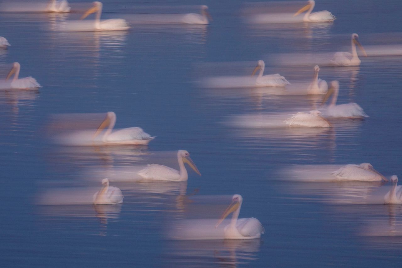 In a slow camera shutter speed, great white pelicans swim in the Mishmar HaSharon reservoir in Hefer Valley, Israel, on Nov. 8. Thousands of Pelicans stop in the reservoir for food provided by the Israeli nature reserves authority as they make their way to Africa.