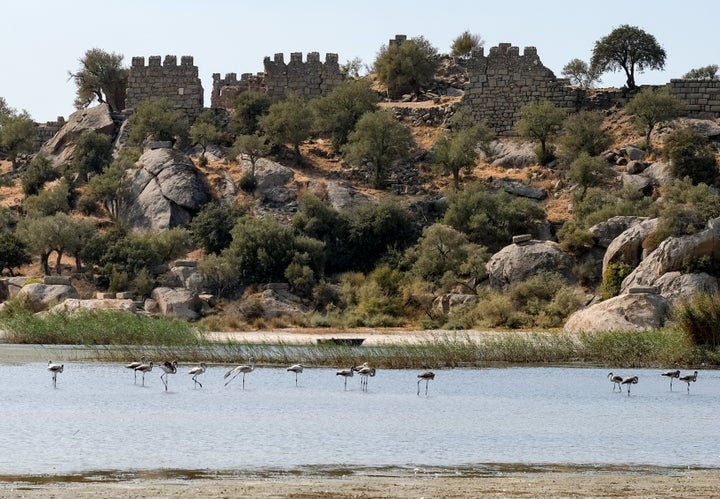 φλαμίνγκο στη λίμνη Μπάφα, όπου συναντά κανείς περισσότερα από 260 διαφορετικά είδη πουλιών και πάνω από 120 ποικιλίες ορχιδέας στην περιοχή. Φωτογραφία: Jens Kalaene/dpa-Zentralbild/ZB (Φωτογραφία Jens Kalaene/συμμαχία εικόνας μέσω Getty Images)