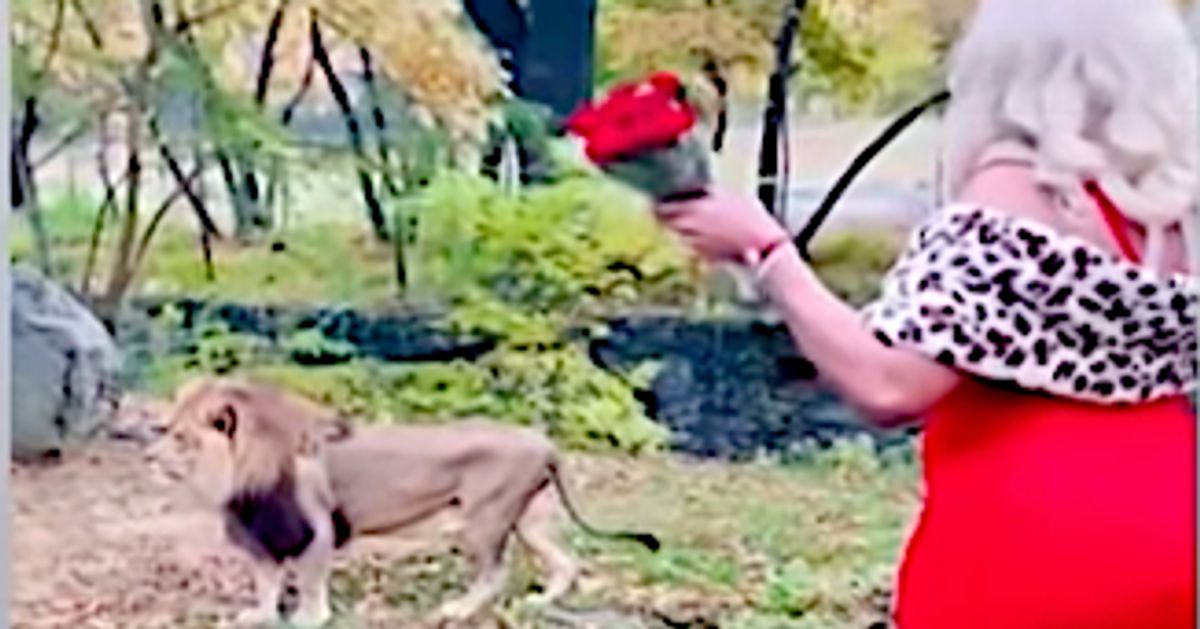 Woman Slips Into Bronx Zoo Lion Area, Tells King Of The Beasts She Loves Him, Tosses Cash