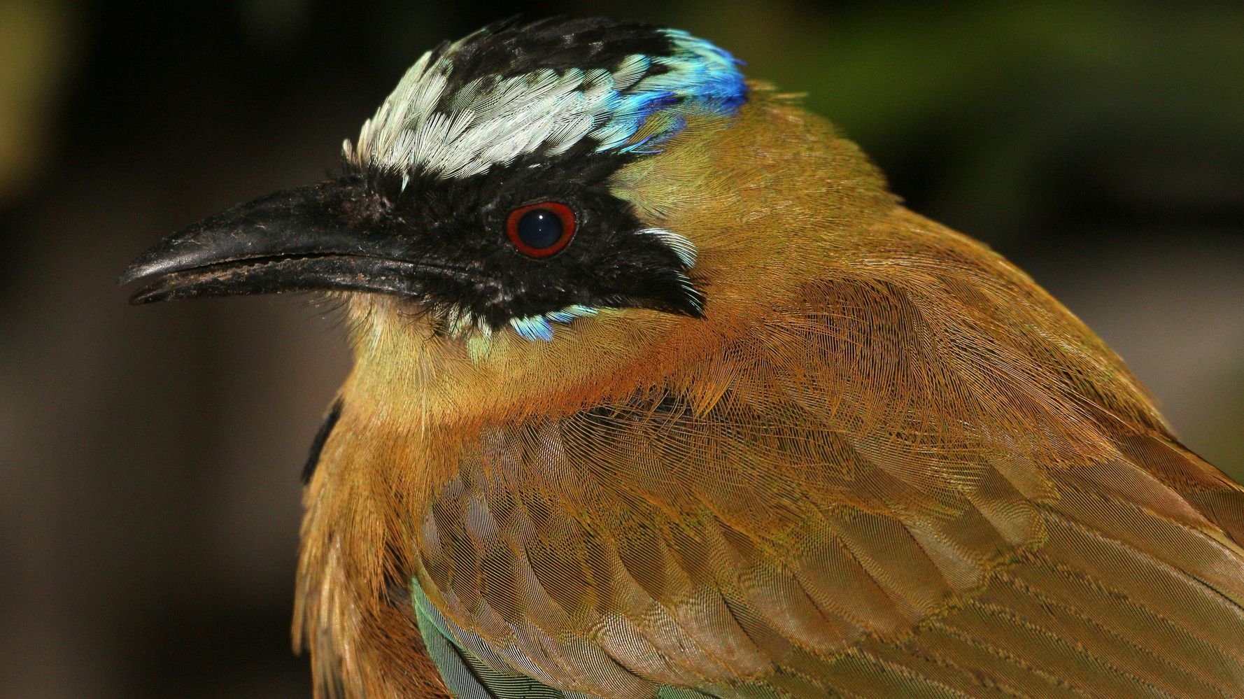 Birds In The Amazon Rainforest Are Shrinking As Temperatures Rise ...