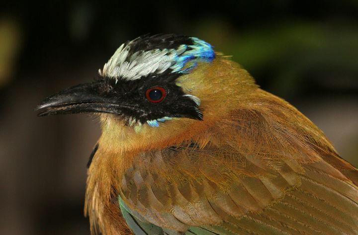 An Amazonian motmot, one of the birds featured in the study.