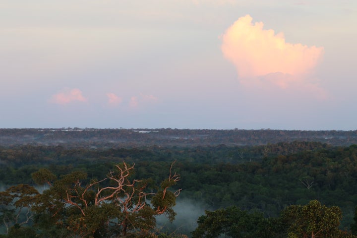 A photo above the rainforest canopy taken by study lead author Vitek Jirinec.