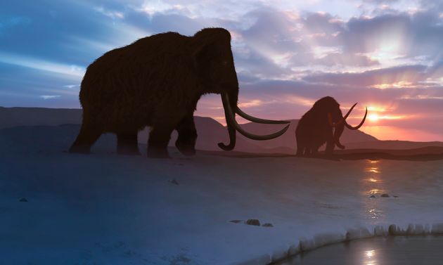 Ρώσοι επιστήμονες θέλουν να φέρουν τα μαμούθ πίσω στην Αρκτική για να αντιμετωπίσουν την κλιματική