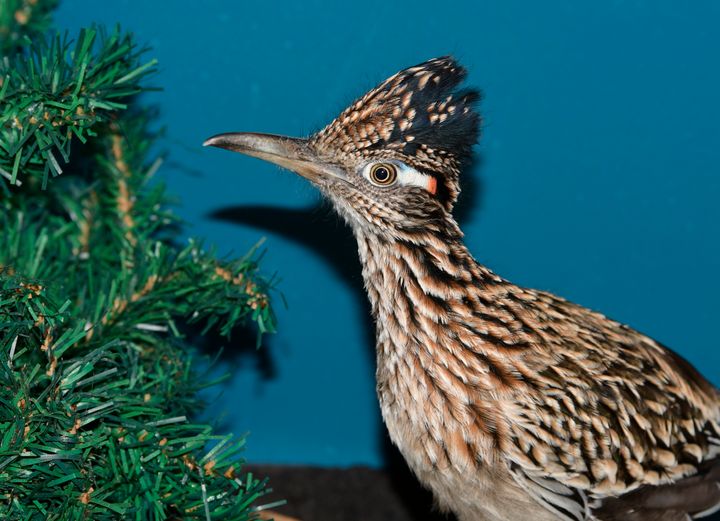 A roadrunner rests at Avian Haven, a bird rehab facility in Freedom, Maine. The bird hitched a ride in the storage area of a moving van from Las Vegas to Westbrook, Maine. Volunteers took the bird to a bird rehabilitation facility in Maine. (Terry Heitz/Avian Haven via AP)