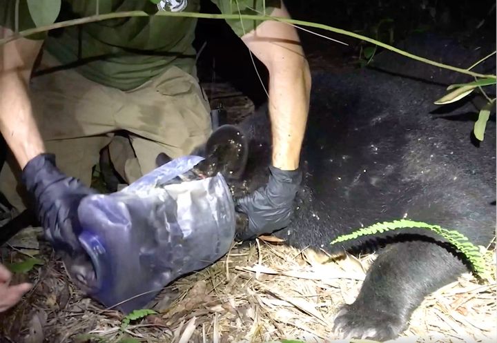 Florida wildlife officials remove a plastic container from a bear's head.