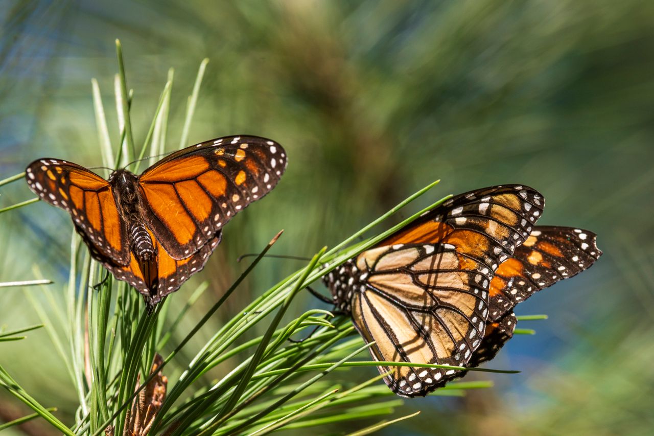 Οι πεταλούδες ξεκουράζονται σε κλαδιά στο Monarch Grove Sanctuary στο Pacific Grove της Καλιφόρνια.