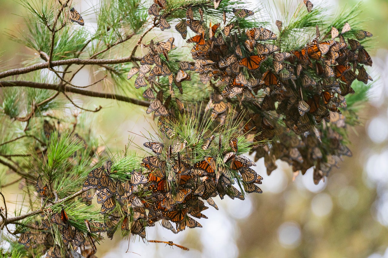 Οι πεταλούδες ξεκουράζονται σε κλαδιά στο Monarch Grove Sanctuary στο Pacific Grove της Καλιφόρνια.