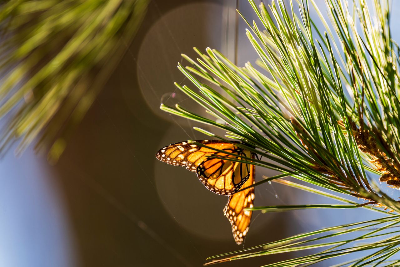 Οι πεταλούδες ξεκουράζονται σε κλαδιά στο Monarch Grove Sanctuary στο Pacific Grove της Καλιφόρνια.