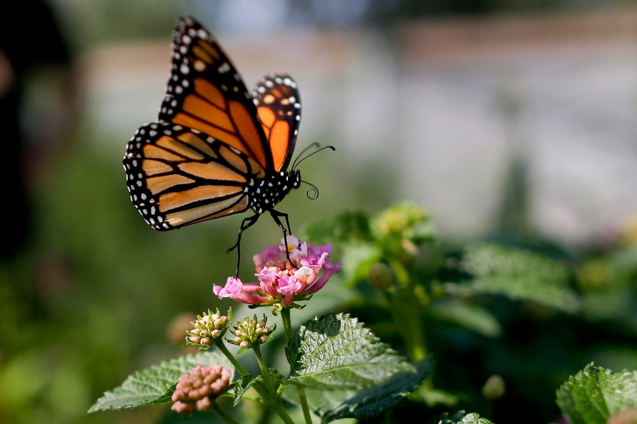 Οι πεταλούδες ξεκουράζονται σε κλαδιά στο Monarch Grove Sanctuary στο Pacific Grove της Καλιφόρνια.