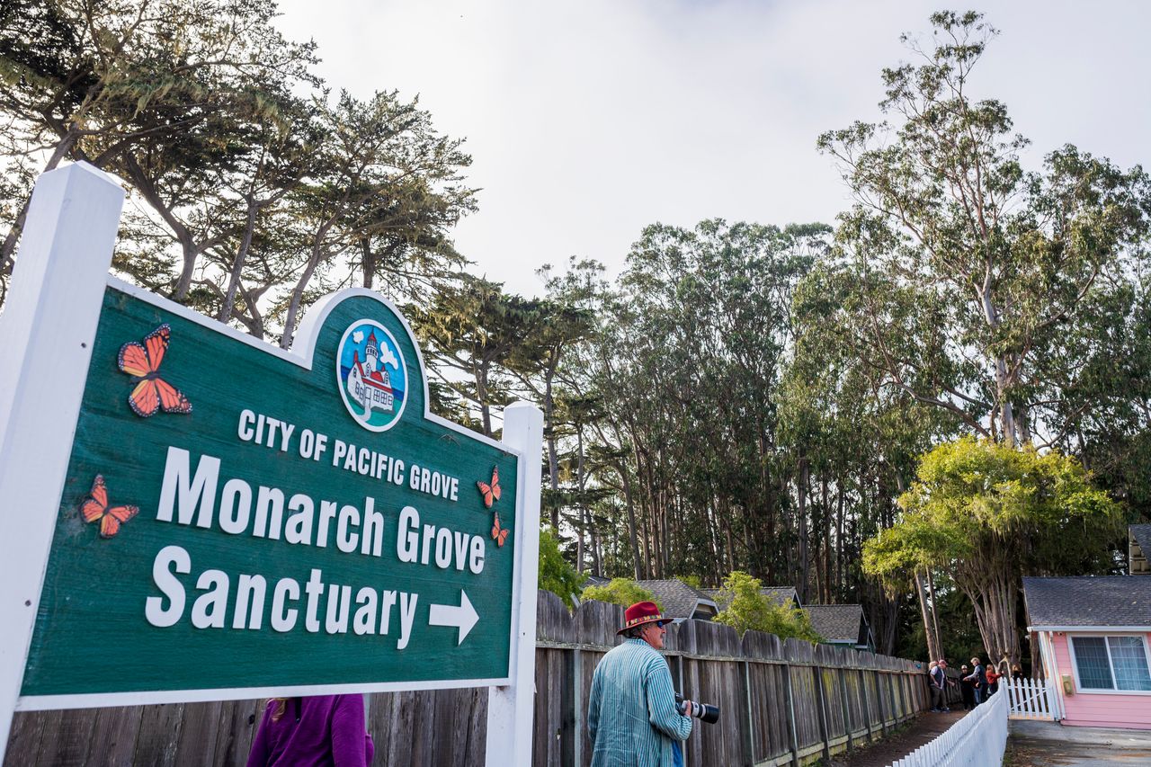 Στο Monarch Grove Sanctuary στο Pacific Grove της Καλιφόρνια.