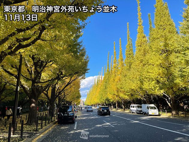 東京都・明治神宮外苑いちょう並木　紅葉の様子(11月13日)