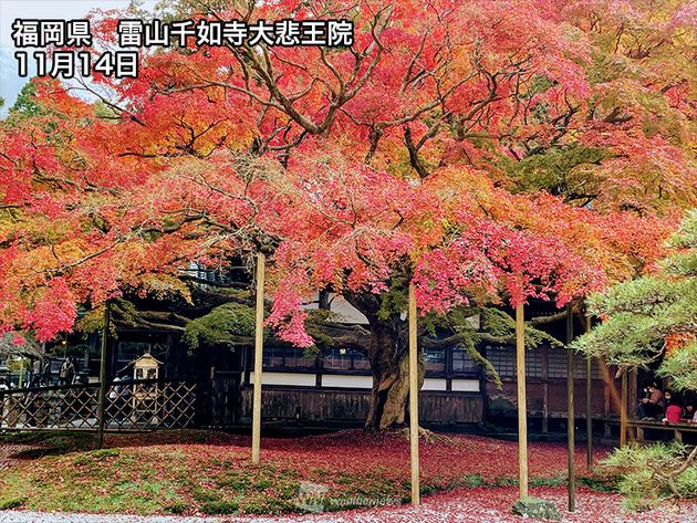 福岡県・雷山千如寺大悲王院　紅葉の様子(11月14日)