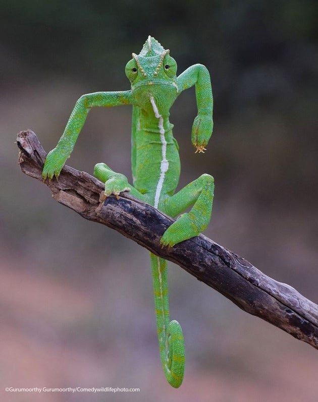 «Ο πράσινος στυλίστας»