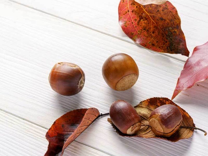 虫がいないドングリの見分け方 ドングリ博士の着目ポイントはここだ ハフポスト News 虫がいないドングリの見分け方 ドングリ博士の着目ポイントはここだ ハフポスト News