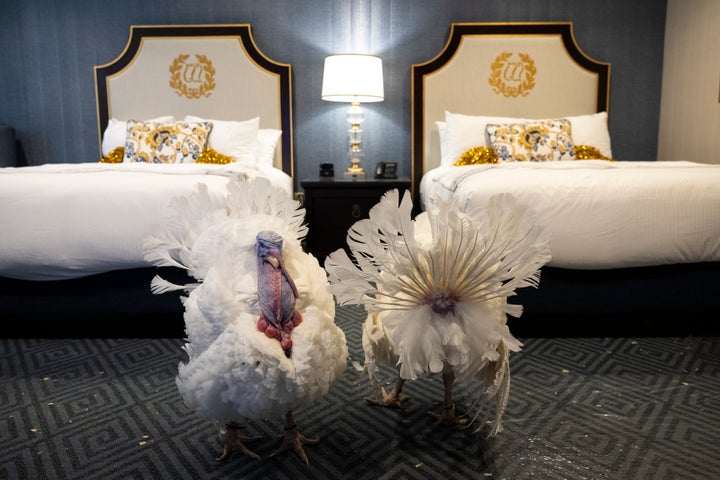 Peanut Butter and Jelly walk around in their suite at the Willard Hotel in Washington, D.C., following a news conference held by the National Turkey Federation on Thursday.
