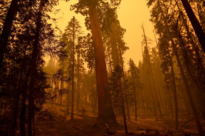 A firefighter prepares sprinkler hose lines to protect trees amid burned ground in Long Meadow Grove, a Giant Sequoia tree grove, after fire burned through along the Trail of 100 Giants during the Windy Fire in the Sequoia National Forest near California Hot Springs, California on September 23, 2021.