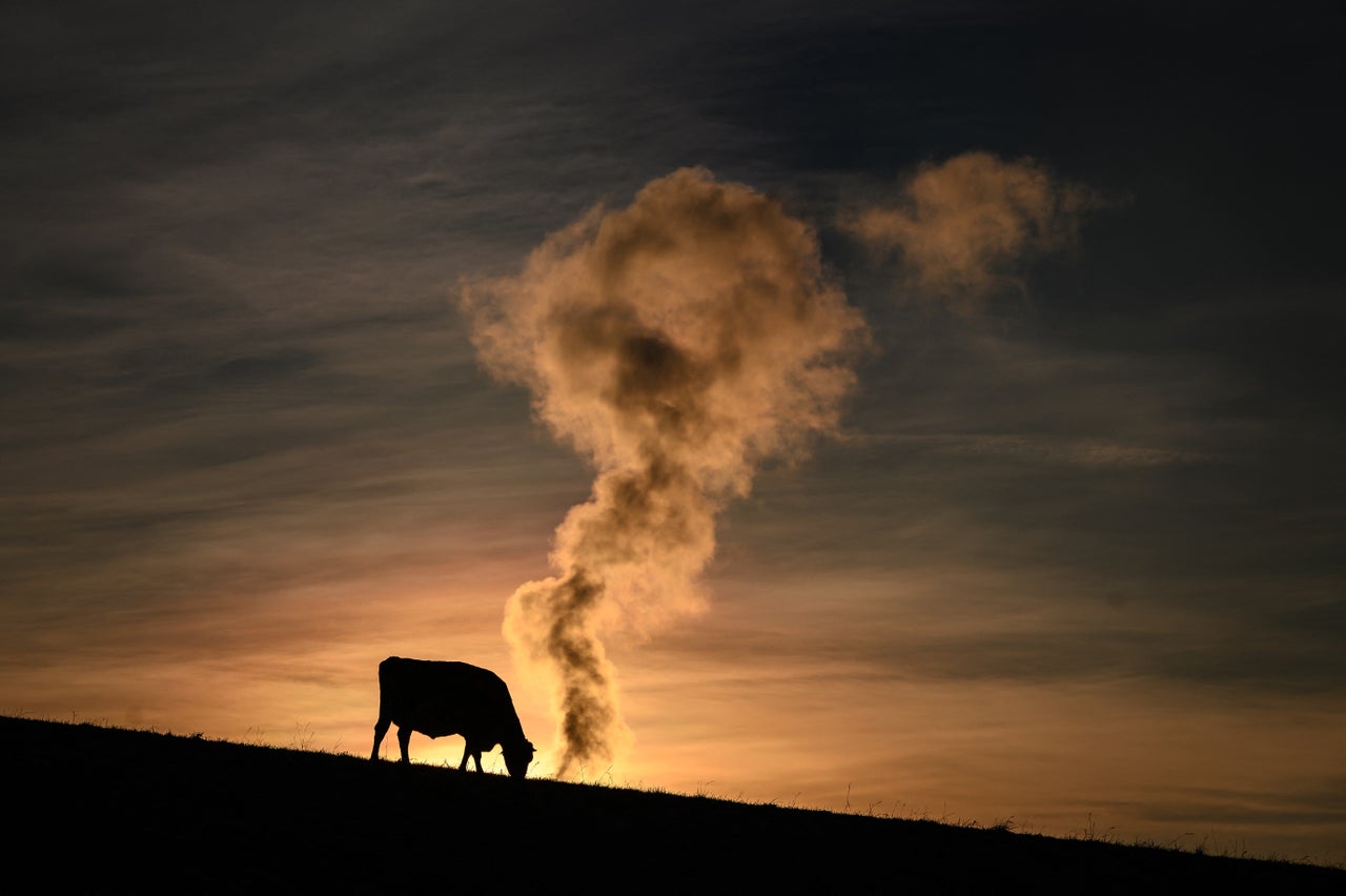 A cow grazes next to an incineration plant in Lausanne, Switzerland, at sunrise on Nov. 19.