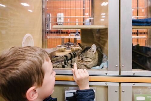 販売 女性飼育法 女性をペットとして飼育することが認められている世界