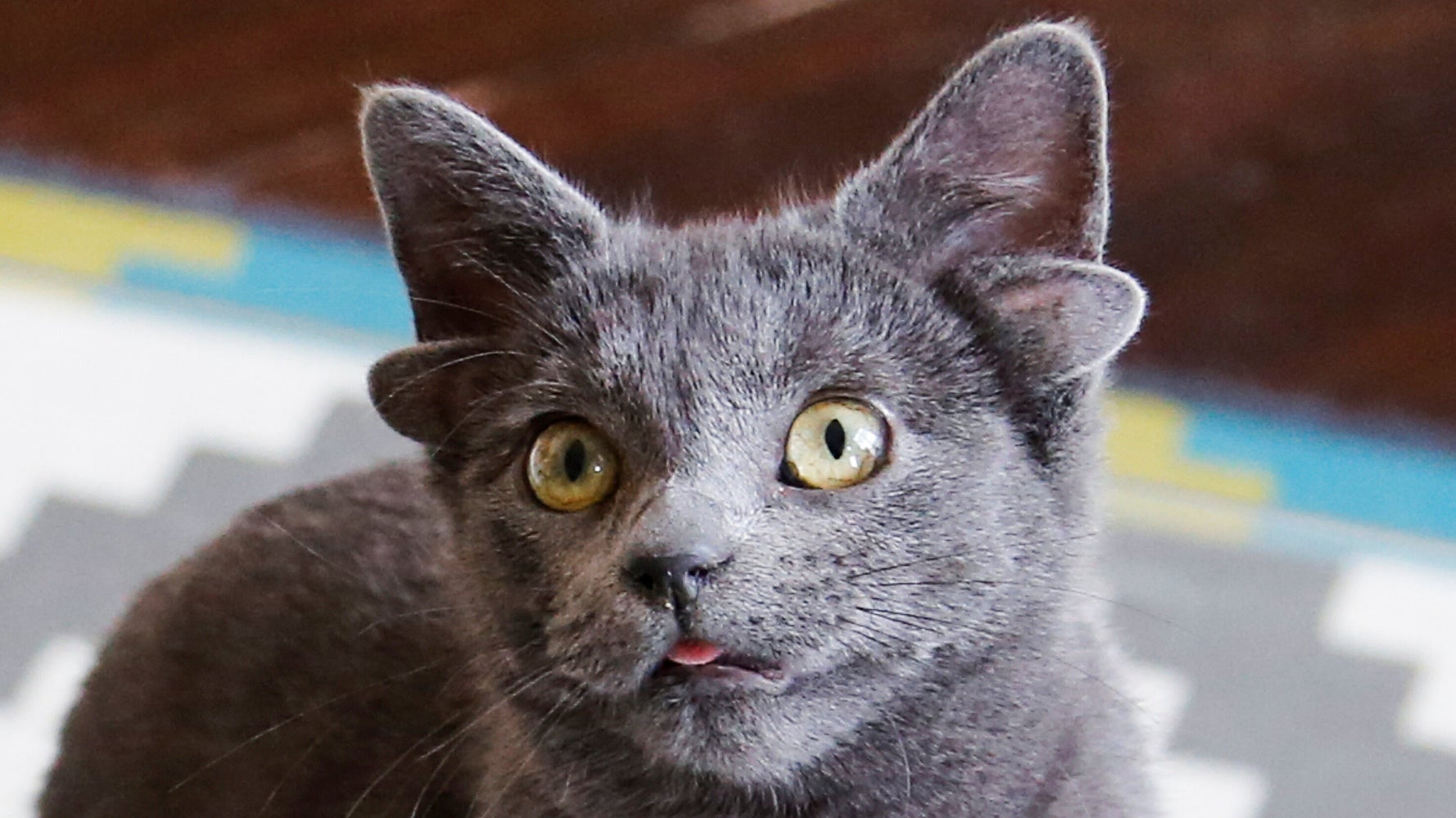 Midas, el gatito de rescate de '4 orejas' es cuádruple lindo - Espanol News - espanol.news