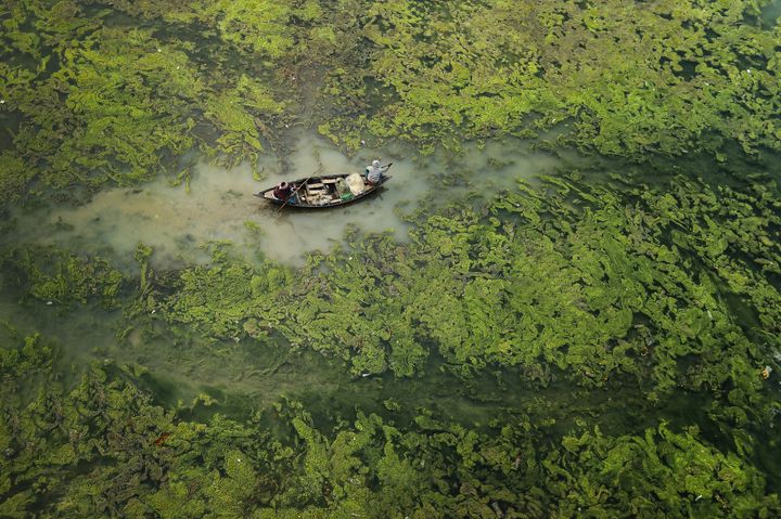 不規則なモンスーンと干ばつにより、インドのダーモーダル川の藻が異常発生している。それにより、水中に光が届かず、水面下の生物による酸素吸収が阻止され、地域に住む人間の健康や居住地を脅かしている。