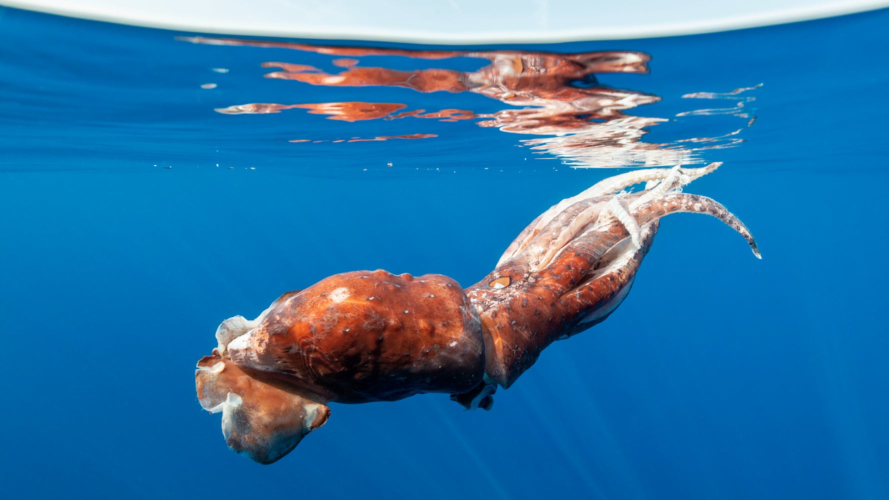 イカやタコ カニには痛みの感覚がある 英政府が認定 生きたまま茹でるのは非人道的 との調査も ハフポスト World イカやタコ カニには痛みの感覚がある 英政府が認定 生きたまま茹でるのは非人道的 との調査も ハフポスト World