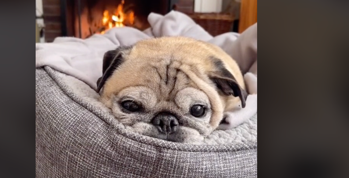 ネットで人気の占い犬 ニューヨーク州から表彰される 今日はボーンズデー って何 ハフポスト World ネットで人気の占い犬 ニューヨーク州から表彰される 今日はボーンズデー って何 ハフポスト World