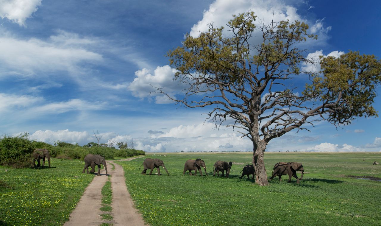 Μποτσουάνα. Αγέλη ελεφάντων διασχίζει έναν χωμάτινο δρόμο στο Εθνικό Πάρκο Τσόμπε.