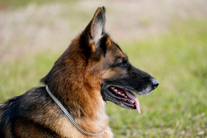 German shepherd Gunther VI wears a faux diamond collar on the grounds of a house formally owned by pop star Madonna, Monday, Nov. 15, 2021, in Miami. The house, currently owned by the Gunther Corp., is up for sale again and the dog is being used in a publicity stunt to help promote the sale. Part of the stunt is a claim that the dog inherited a fortune, including the home, however the dog’s role appears to be little more than a joke.